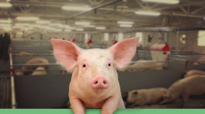 Кнырович: «Если бы сделали анализ, Головченко не доверили бы управлять даже какой-нибудь свинофермой, не говоря уже про Нацбанк»