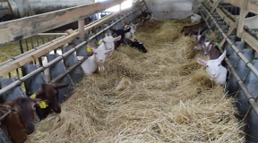 «Складывается впечатление, что для налоговой важнее штраф, чем целебное молоко для детей»