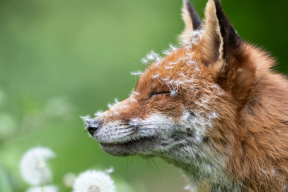 Победители британского конкурса на лучшие фото дикой природы