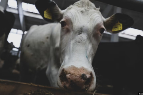 Кароўнік, сьвінарнік, гандаль крыптай. Як беларускія IT-спэцыялісты прафэсійна дэградуюць падчас зьняволеньня «за палітыку»