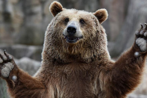 Как невестка Лукашенко оказала ему медвежью услугу