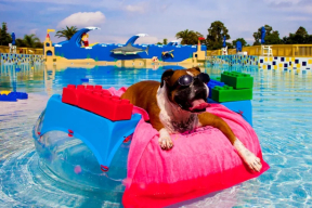 Как выглядит аквапарк для четвероногих, где люди – только гости