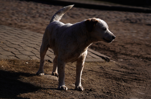 «Занялись бы приютами, наконец, а не позорились с ужасом на Гурского»