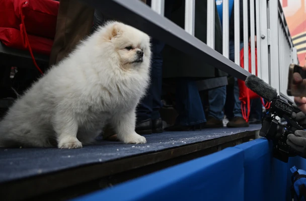 Лаврухин: «Лукашенко хочет ученых загнать в стойла, чтобы эти «яйцеголовые» выдавали продукт»